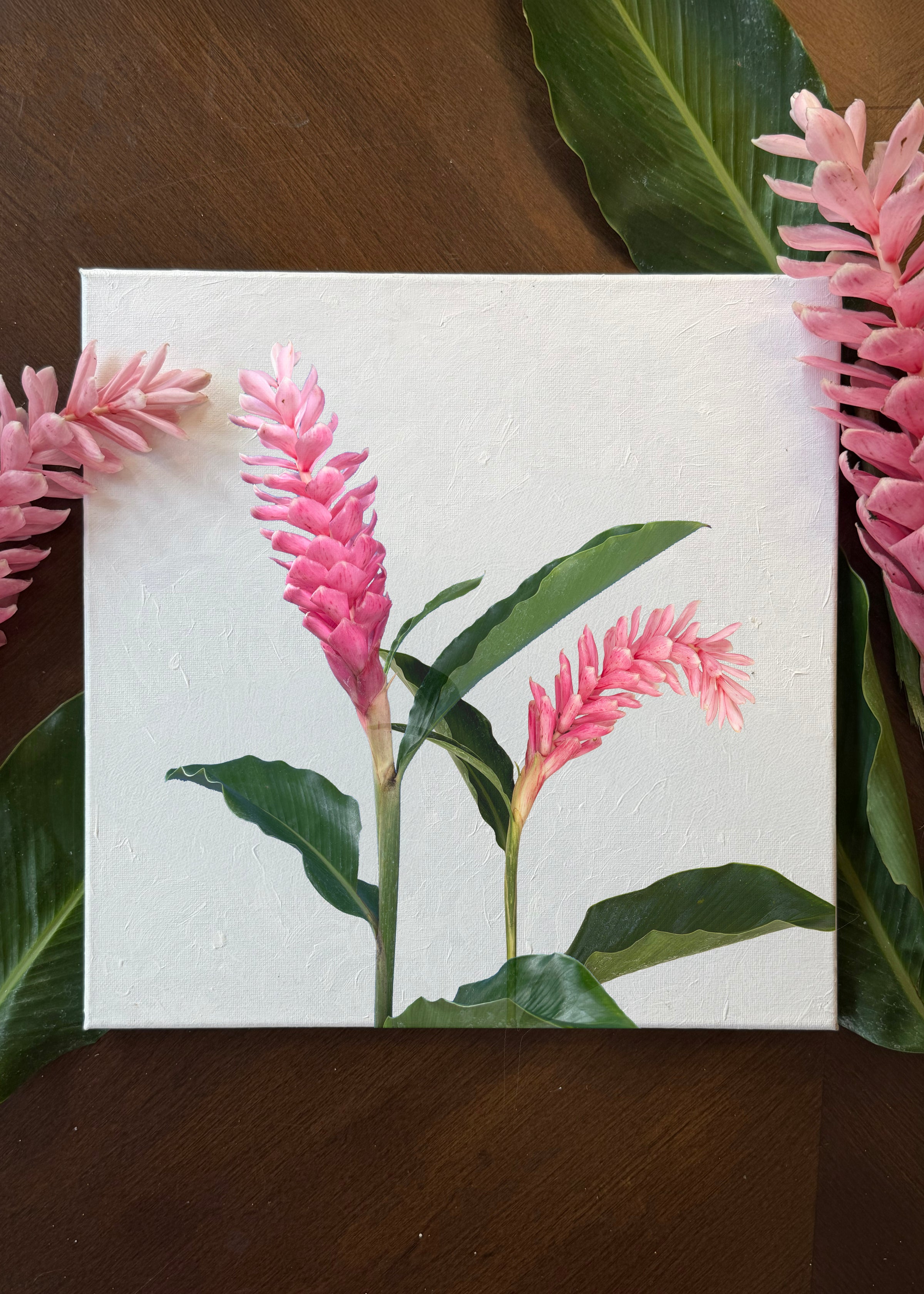 Pua Paint Kit - Awapuhi 5 (Preorder)